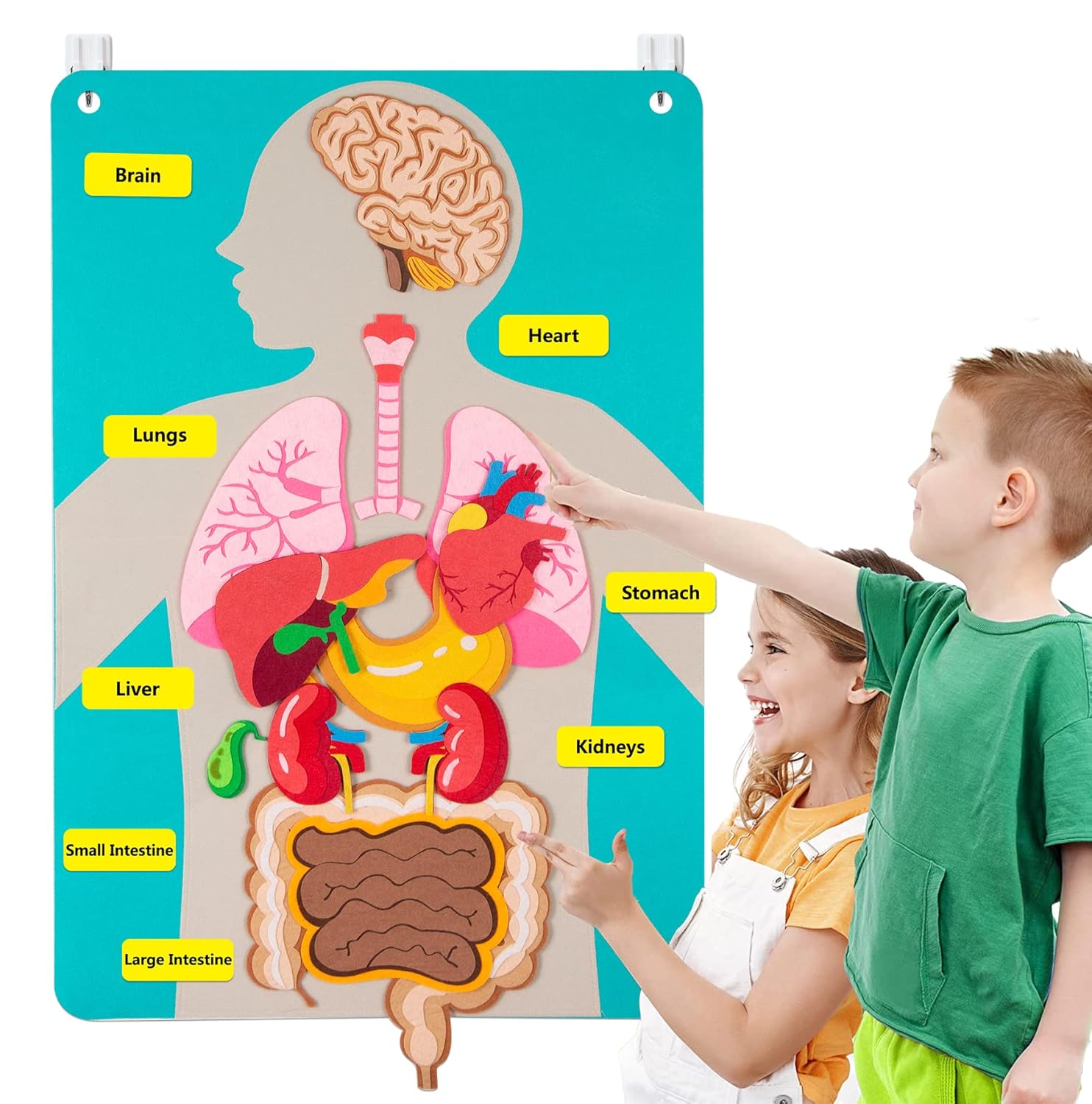 Kids Education Story - Papan Gambar Bagian Tubuh Manusia untuk