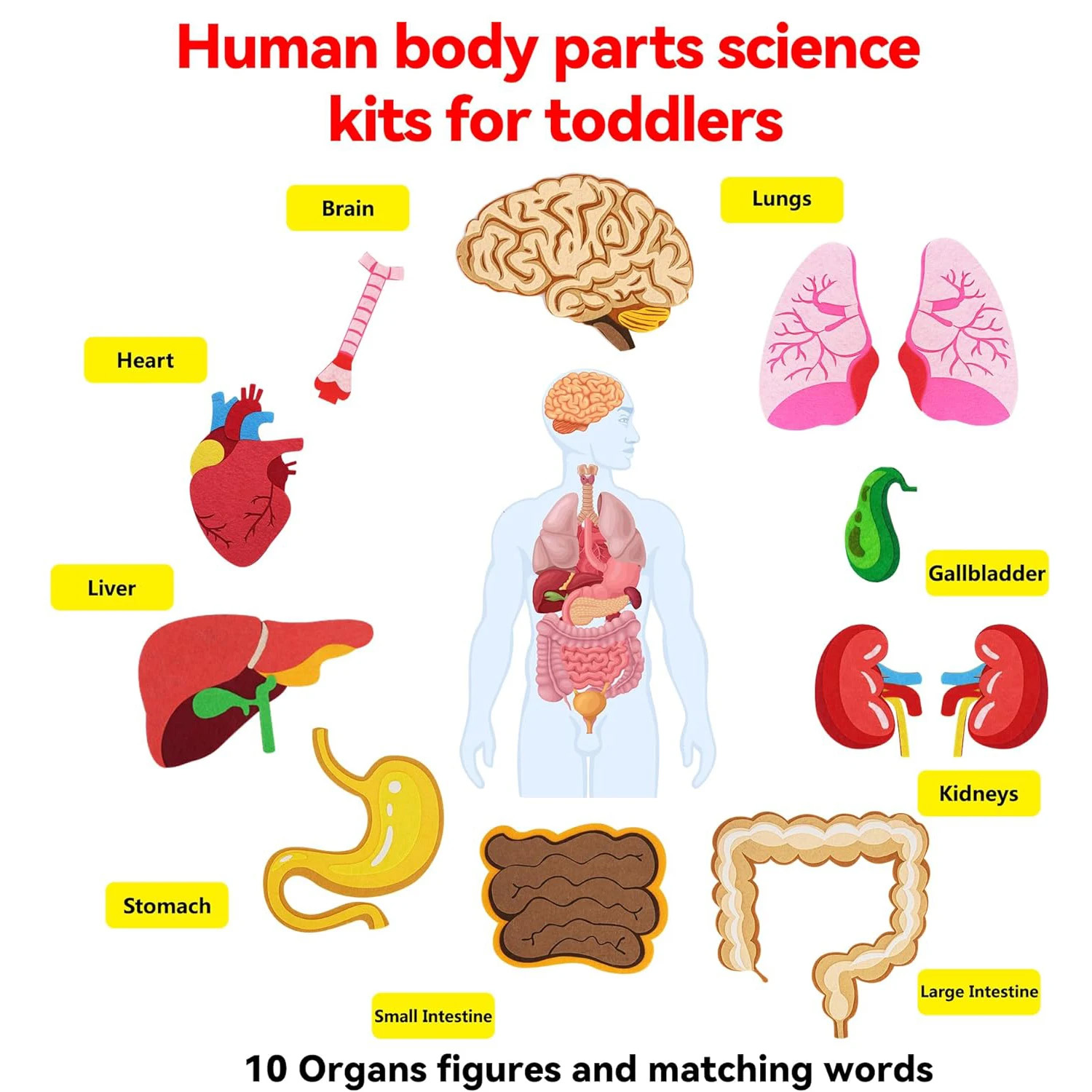 Papan Gambar Bagian Tubuh Manu - Kids Education Story ulasan dan harga